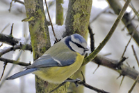 Cyanistes caeruleus